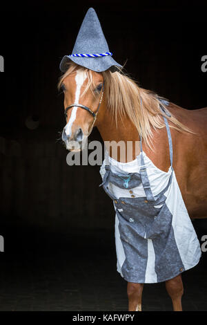 Arabian Horse. Juvenile chestnut stallion dressed as Bavarian. Austria Stock Photo