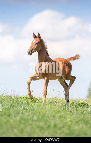 Bavarian Warmblood. Chestnut filly-foal trotting on a meadow. Germany