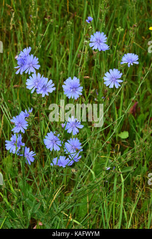 Chicory (Cichorium intybus var. intybus), flowering Stock Photo