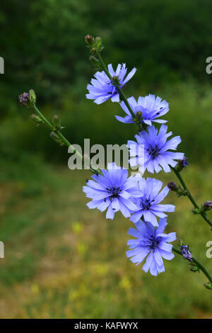 Chicory (Cichorium intybus var. intybus), flowering Stock Photo