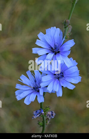 Chicory (Cichorium intybus var. intybus), flowering Stock Photo