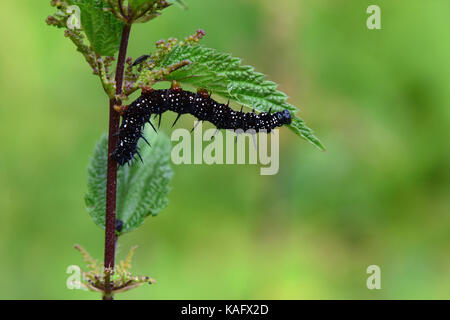 Peacock Moth (Inachis io, Nymphalis io) caterpillar on a Stinging Nettle (Urtica dioica) Stock Photo