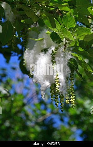 Black Poplar (Populus nigra) twigs with leaves and  seeds surrounded by soft white hairs Stock Photo