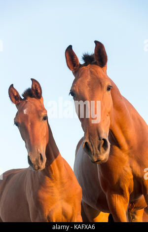 Pure Spanish Horse, Andalusian. Mare and foal standing on a pasture, looking into the camera. Spain Stock Photo