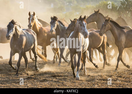 Pure Spanish Horse, Andalusian. Herd of juvenile mares trotting on dusty ground. Spain Stock Photo