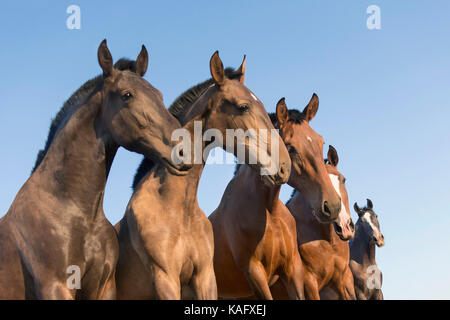 Pure Spanish Horse, Andalusian. Portrait of five juvenile mares on a pasture. Spain Stock Photo