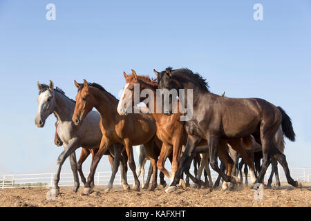 Pure Spanish Horse, Andalusian. Herd of juvenile stallions trotting on dry ground. Spain Stock Photo