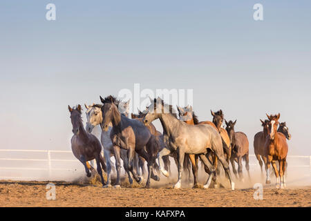 Pure Spanish Horse, Andalusian. Herd of juvenile stallions galloping on dry ground. Spain Stock Photo