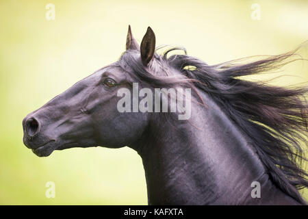 Pure Spanish Horse, Andalusian. Black stallion galloping on a pasture, portrait. Austria Stock Photo