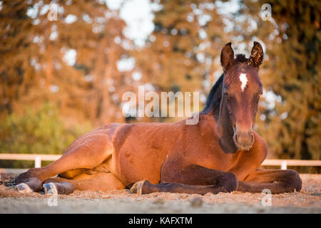 Pure Spanish Horse, Andalusian. Bay foal lying in a paddock. Spain Stock Photo