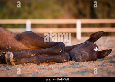 Pure Spanish Horse, Andalusian. Bay foal lying in a paddock. Spain Stock Photo