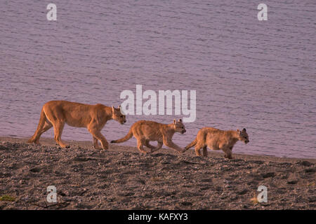 Cougar, Mountain Lion (Puma concolor) female with two 8 month old cubs Stock Photo
