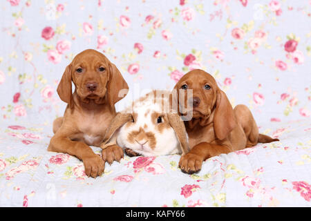 Vizsla. Two puppies (6 weeks old) and dwarf lop-eared rabbit lying on a blue blanket with rose flower print. Germany Stock Photo