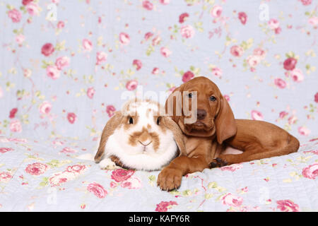 Vizsla. Puppy (6 weeks old) and dwarf lop-eared rabbit lying on a blue blanket with rose flower print. Germany Stock Photo