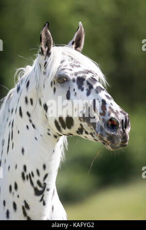 Knabstrup. Portrait of a leopard-spotted stallion. Austria Stock Photo