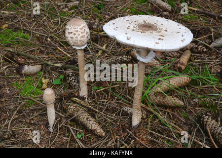 Parasol Mushroom (Macrolepiota procera),  three fruiting bodies of different ages growing from one underlayning mycelium Stock Photo