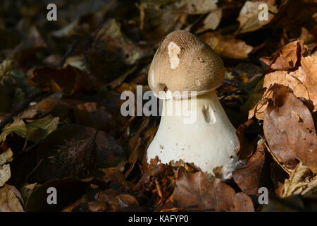 Parasol Mushroom (Macrolepiota procera), very young fruiting body has emerged the foliage layer Stock Photo