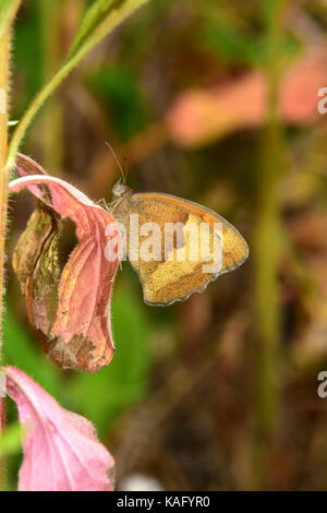 Meadow Brown (Maniola jurtina), female resting on a withered leaf