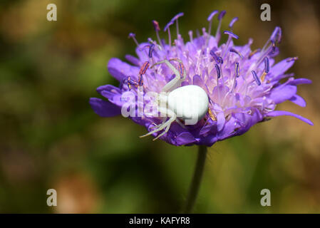 Goldenrod Crab Spider (Misumena vatia) on a Scabious flower Stock Photo