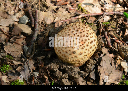 Common Earthball (Scleroderma citrinum, Scleroderma vulgare) Stock Photo