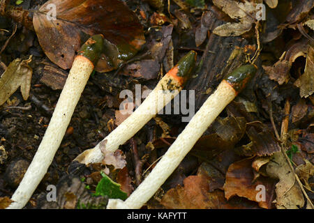 Dog Stinkhorn (Mutinus caninus), fallen fruiting bodies on the forest floor Stock Photo