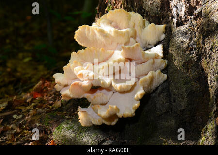 Tiered Tooth Fungus (Hericium cirrhatum, Creolophus cirrhatus). Fruiting body on an old stump Stock Photo