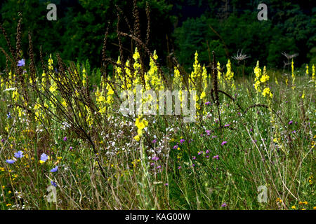 Large-flowered Mullein (Verbascum densiflorum, Verbascum thapsiforme), flowering plants dwelling on fallow land Stock Photo