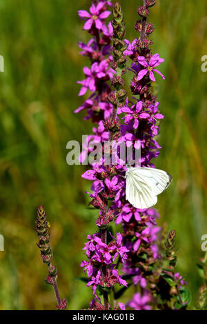 Spiked Loosestrife (Lythrum salicaria), flowering plant being visited by butterflies Stock Photo