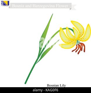 Bosnian Flower, Illustration of  Bosnian Lily Flower. The National Flower in Bosnia and Herzegovina. Stock Vector
