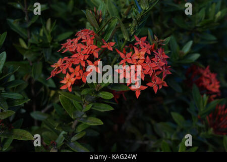 Cluster of Ixoras, commonly known as West Indian Jasmine, or Jungle Geranium. Stock Photo