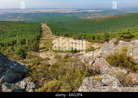 Huge firebreak and pine tree forest Stock Photo