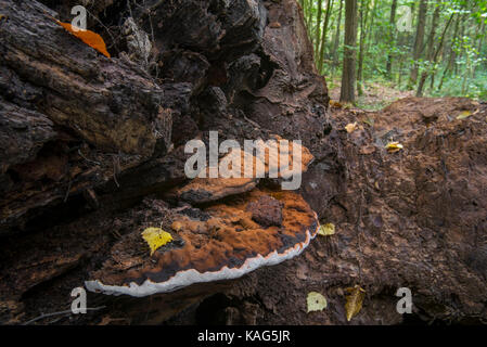 Artist's bracket / artist's conk / bear bread (Ganoderma applanatum, Ganoderma lipsiense) on rotten tree trunk Stock Photo