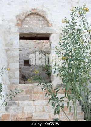 Nicotiana glauca growing in the ruins of the castle of the knights of St John, Halki, Greece Stock Photo