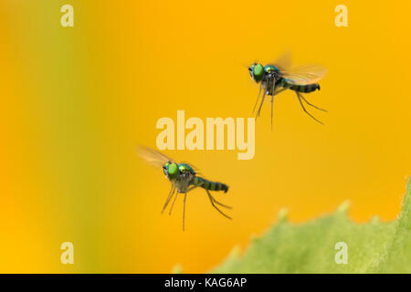 long-legged flie, Condylostylus genus in flight Stock Photo