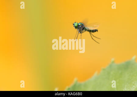 long-legged flie, Condylostylus genus in flight Stock Photo