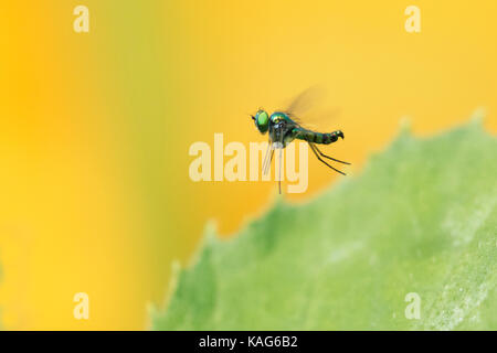 long-legged flie, Condylostylus genus in flight Stock Photo