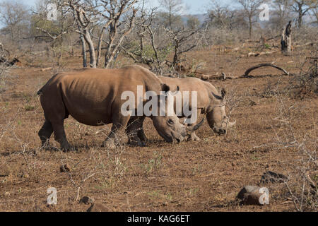 A pair of Adult White Rhinoceros Ceratotherium simum  in open scrubland in South Africa