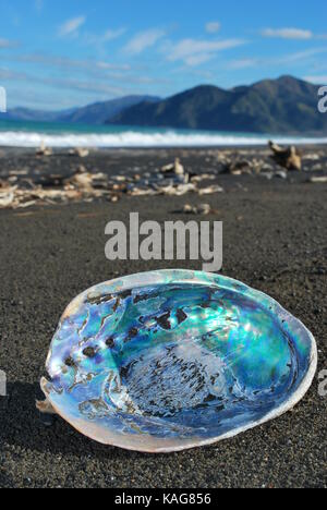 New Zealand abalone (paua Stock Photo - Alamy