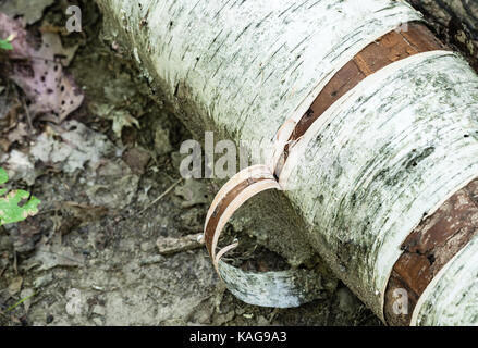 Close-up detail of bark peeling off birch log on muddy ground. Stock Photo