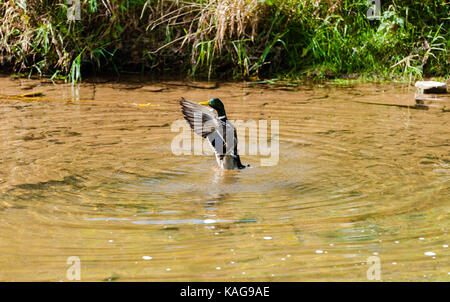 Single male mallard duck standing up in pond water spreading wings. Stock Photo