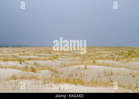 Low dunes grown with Sand Couch Stock Photo