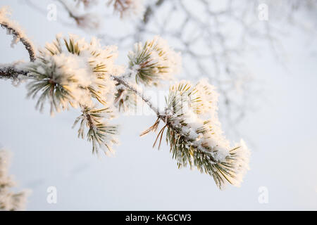 Snowy pine tree branch close-up in winter, white background Stock Photo