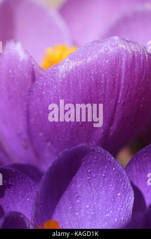 Beautiful first spring flowers crocuses bloom under bright sunlight. Macro shot of flower under dewdrops Stock Photo