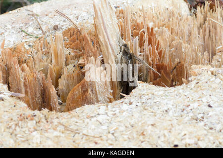 Stumps from felled trees in a pine forest Stock Photo