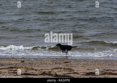 Black dog running on a beach Stock Photo