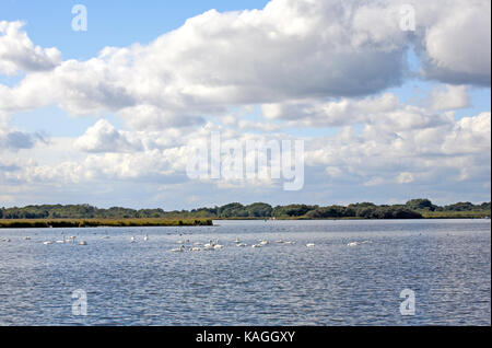 A herd of Mute Swans, Cygnus olor, on Hickling Broad National Nature Reserve, Norfolk, England, United Kingdom. Stock Photo