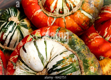 Big and beautiful 'Turks Turban' or French Turban Squashes Stock Photo