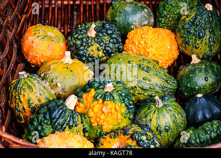 Multicolored ornamental small squashes in wicker basket Stock Photo