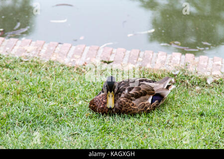Wild Mallard Duck Drake (Anas platyrhynchos) resting on the grass. Soft focus Stock Photo