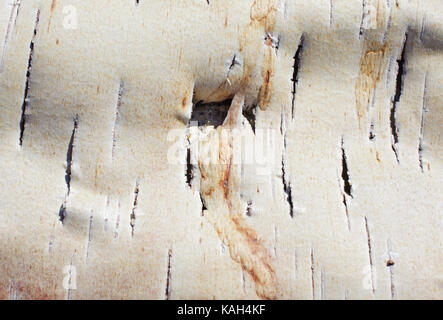 A piece of torn birch bark as a background Stock Photo